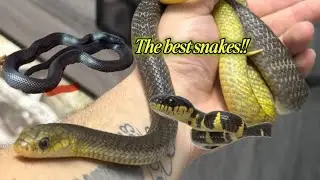 Feeding all my colubrids + a cheeky ball python! 🐍