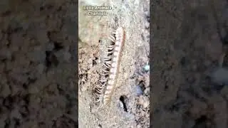This millipede animal is afraid of climbing walls #shortsfeed #insects #animals #youtubeshorts