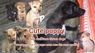 Cute puppy street dogs lover ❤️#dogs #anmals #straydog #doglife #pets #cuteanimal 