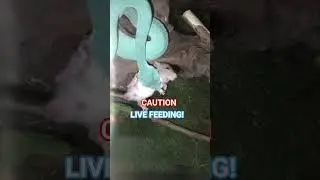 Live Feeding a Blue Insularis!