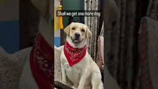 FEMILY REACTION TO BUY A NEW DOG #labrador #viral #viralshort #trending #trendingshorts #cutedog