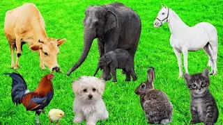 Lovely Moments Of Animals: Cow, Rabbit, Elephant, Horse, Kitten, Puppy - Pets & Animals
