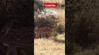 Cheetal in Kuno national park