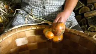 As cebolas
