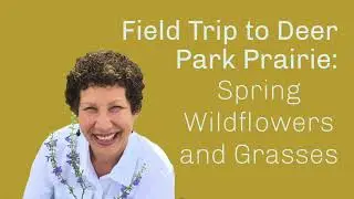 Deer Park Prairie: Spring Wildflowers and Grasses
