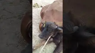 Ally is giving birth to her first of 3 baby cow in this video !