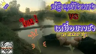 ตกปลาช่อนข้างทาง🎣 แบบ no sinker rig🐛 เปิดซิงชุด UL ใหม่🎏 Ep145
