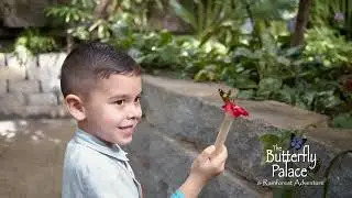 The Butterfly Palace