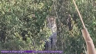 Leopard's Lair: Uncovering the Stealthy Secrets of the African Leopard 🐆