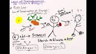 Laws of Thermodynamics (biology)