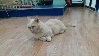 This adorable kitten is playing alone after a delicious meal #animal #cat #cute #kitten