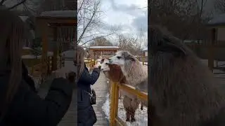 ALPACA SPIT ON ME🤣😳