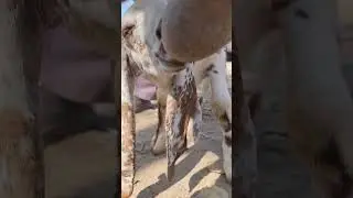 Day 5 of single #shortvideo #animals