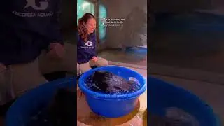 Cute otter behavior #otter #babyotter #funnyotter #funnyvideo #funnyanimal #happy #cute #funny