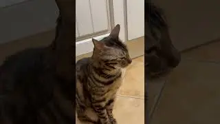 Подпишись ❤️ #cat #gaming #god #instagram #tiktok #viral #reels #trending #отдых #прикол