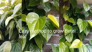 Betel leaf plant #How to grow#homegarden 💚