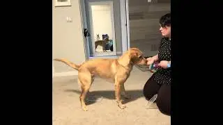 1/9/2026 Handler Scent Discrimination with Metal and Plastic Objects Mixed 