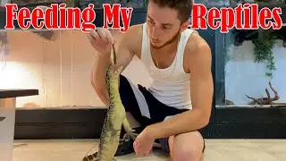 Feeding Live Fish to Huge Lizard and Other Reptiles