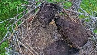 EP#436 #baldeagle Review birds in nest with nature #birdslovers #birdsounds #birdsnest #wildbirds