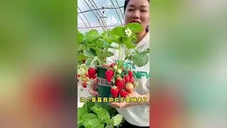 Amazing Chinese Fruit Farming Techniques 🍎🍇 | Innovation in Agriculture! #viral #trending #china