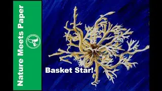 Basket Star - 5:1 - Nature Meets Paper