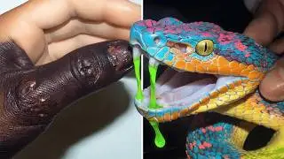 7 Most Painful Snake Bites in the World
