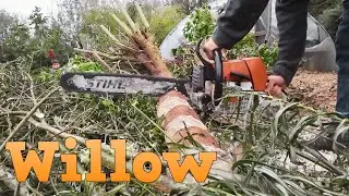 Willow for Firewood Grow it & Coppice it