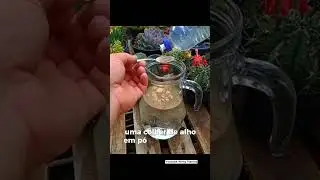 Quer Descobri Como Cuidar Das Suas Plantas? Veja os v&iacute;deos completos no canal! - @segundoweny