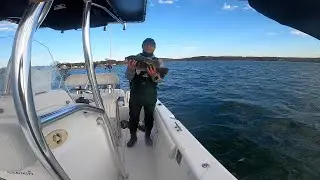 My Brother Caught the Biggest Tog on His New Goofish Rod.