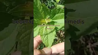 Daun kirinyuh Balackasida #tanaman # kirinyuh #daunherbal