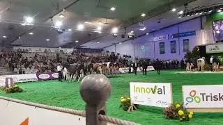 &ldquo;Juzgamiento Holstein en SPACE Rennes 🇫🇷 | La &eacute;lite lechera de Francia 🐄✨&rdquo;
