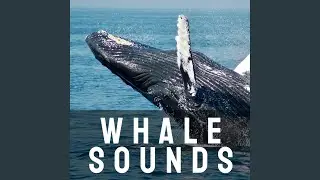 Calm Whale Song