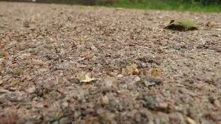 Noise pollution creates an unexpected story by accident