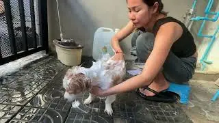 Clean paws, happy heart ✨🐶
