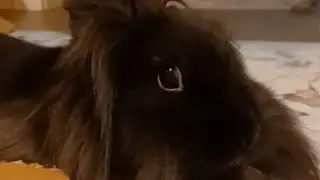 Weepy Eye Causes #rabbitcare #fluffybunny #bunny #subscribe #petrabbit #rabbit 