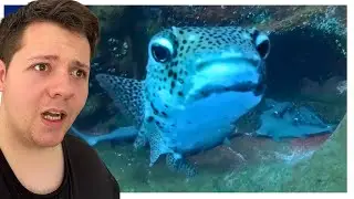 Just Your Friendly Puffer Fish (Reacts)