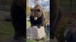 Sneezing bear at the zoo #ai #shorts #zoo