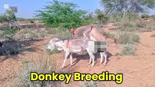 Donkey Mating Video || Donkey Breeding Process &mdash; (Education Purpose Only) || Animal Reproduction