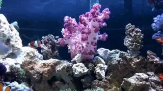 Carnation Tree Coral