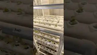 Check out how many things we are growing in the indoor greenhouse! #shorts #short #indoorplants