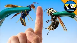 Оса проти Шершня 🐝 Чий укус болючіший? | Brave Wilderness Українською