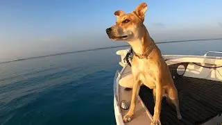 Trolling up a Spanish mackerel for our new dog Abby!