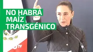 Ma&iacute;z transg&eacute;nico: &iquest;Qu&eacute; es y por qu&eacute; Sheinbaum quiere prohibir su siembra?