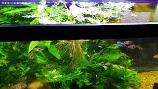 Water Sprite Is Getting Too Much Light In My Open Top Office Tank