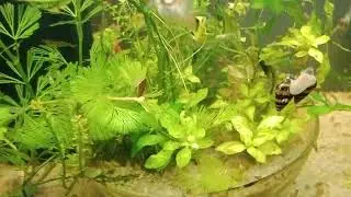 Assasin Snail | Clea Helena Bread & Care Update