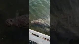 Fred the Crocodile is eyeing a Fisherman This is why I'm Scared !(Black Point Marina #shorts)