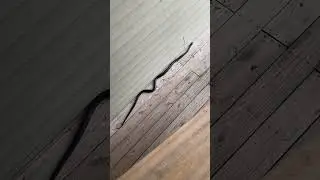 Snake in apartment breezeway went to third floor after a bird nest