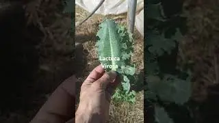 Lactuca virosa. Lechuga silvestre