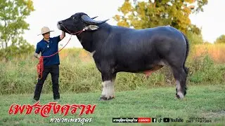 เพชรสงคราม ลูกเพชรอุดรที่มีความสูง ใหญ่ ยาว ที่สุดอีกตัวนึงของเมืองไทย สูง168 เพชรอุดร อีสานแท้ 100%