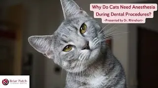 Why is anesthesia given for cat dental procedures?